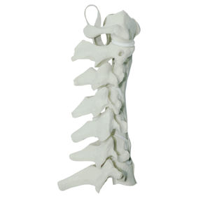 modello anatomico colonna vertebrale cervicale