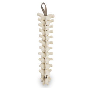 modello anatomico di rachide 1