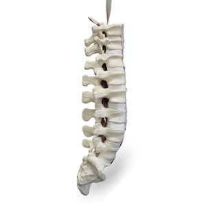 modello anatomico di colonna vertebrale lombare