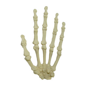 modello anatomico osseo 1