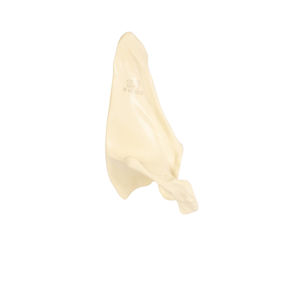 modello anatomico osseo 1