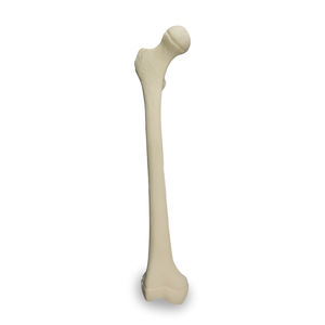 modello anatomico osseo 1