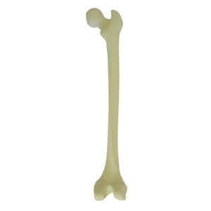 modello anatomico osseo