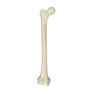 modello anatomico osseo
