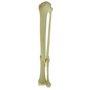 modello anatomico osseo