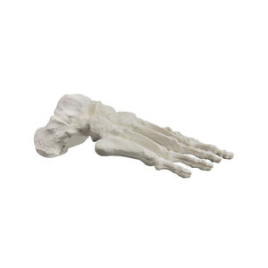 modello anatomico osseo 1
