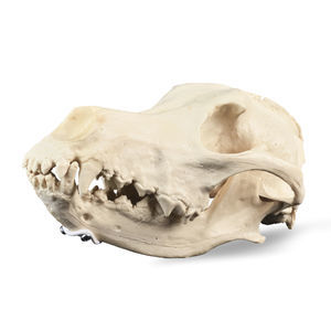 modello anatomico di cranio