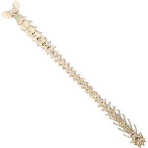 modello anatomico di colonna vertebrale