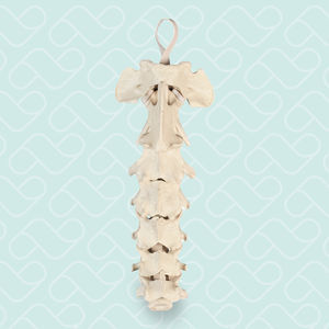 modello anatomico colonna vertebrale cervicale 1