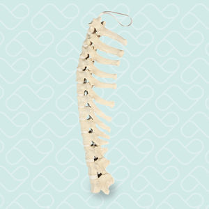 modello anatomico di vertebre toraciche
