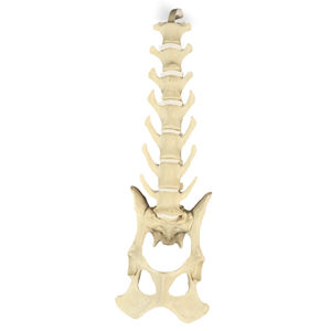 modello anatomico di bacino 1