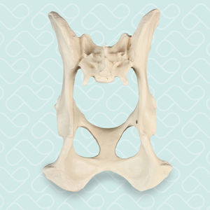 modello anatomico di bacino 1