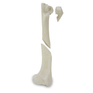 modello anatomico di omero 1