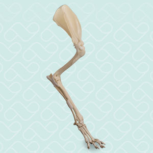 modello anatomico arti superiori 1