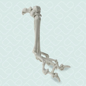 modello anatomico per metacarpo 1