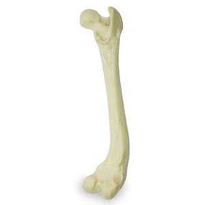 modello anatomico di femore 1