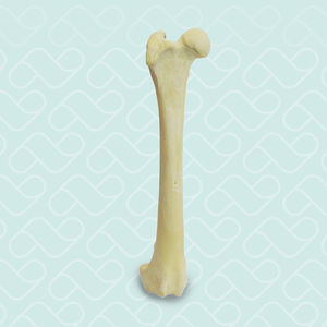 modello anatomico di femore 1