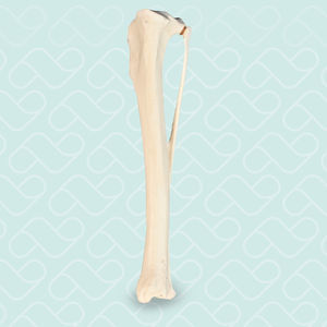 modello anatomico osseo 1