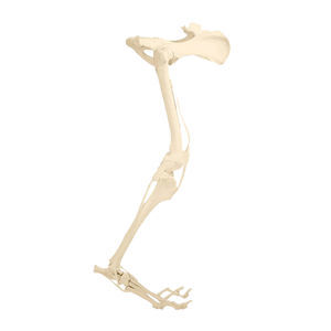 modello anatomico di bacino 1