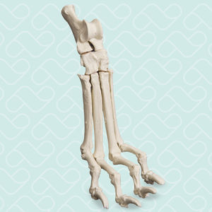 modello anatomico di tarso 1