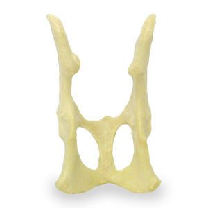 modello anatomico di bacino