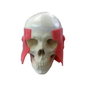 modello anatomico di mandibola 1