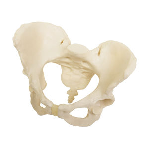 modello anatomico bacino / ad uso didattico / femminile