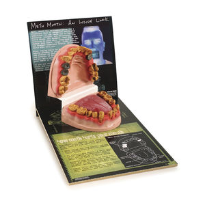 modello anatomico di dentatura / lingua / di patologia / di tossicomania