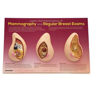 modello anatomico di seno