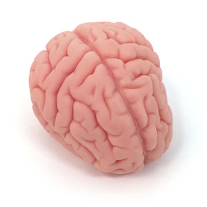 modello anatomico di cervello