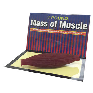 modello anatomico di muscolo
