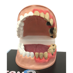 modello anatomico di bocca