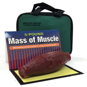 modello anatomico di muscolo
