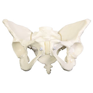 modello anatomico di bacino