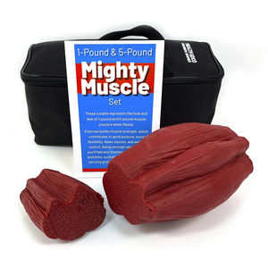 modello anatomico di muscolo