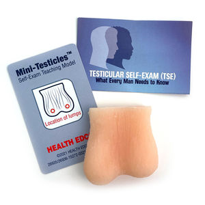 modello anatomico di testicoli