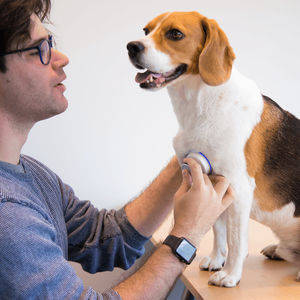 stetoscopio veterinario
