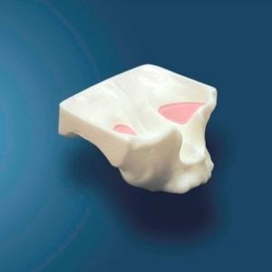 modello anatomico di mascella