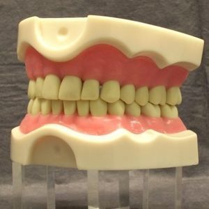 modello anatomico di bocca 1