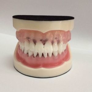 modello anatomico di bocca