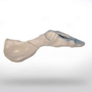 modello anatomico di bacino