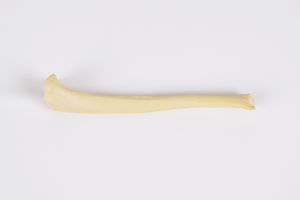 modello anatomico di tibia