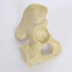 modello anatomico di emibacino