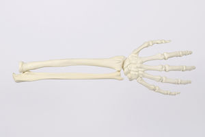 modello anatomico di scheletro