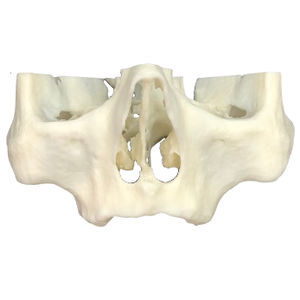 modello anatomico di mascella