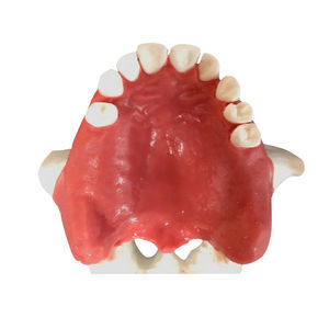 modello anatomico di mascella