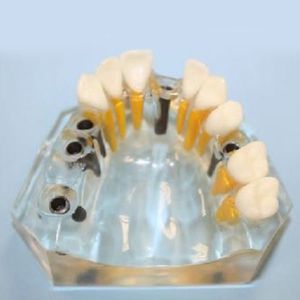 modello anatomico odontoiatrico