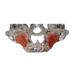 modello anatomico di mascella