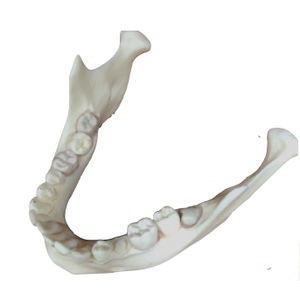 modello anatomico osseo