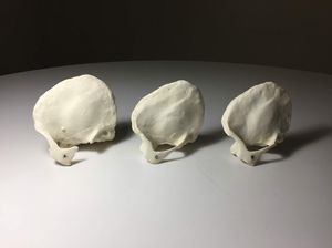 phantom di calibrazione per ecografia